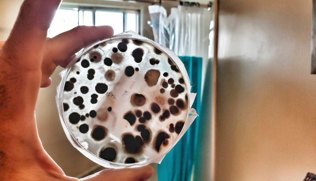 Belleville Mold Inspection and Removal MoldInspection.ca