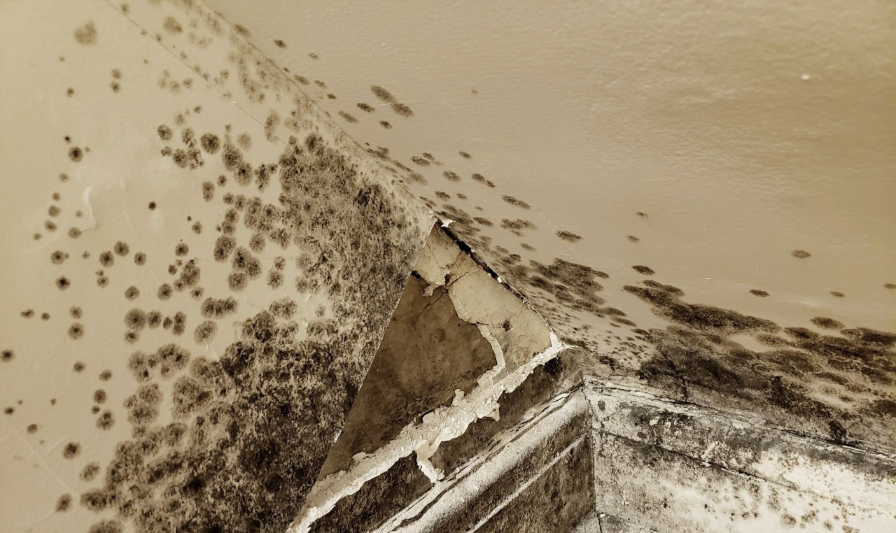 brockville mold inspection and removal
