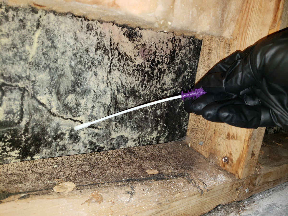 kingston mold inspection and removal