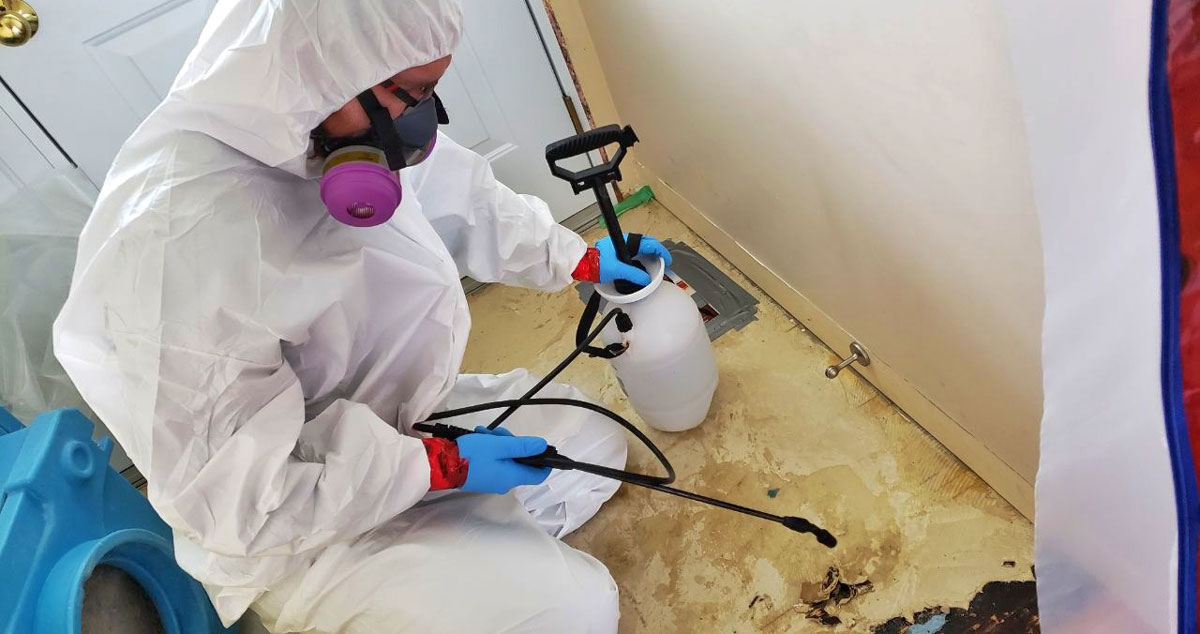 montreal mold removal and inspection