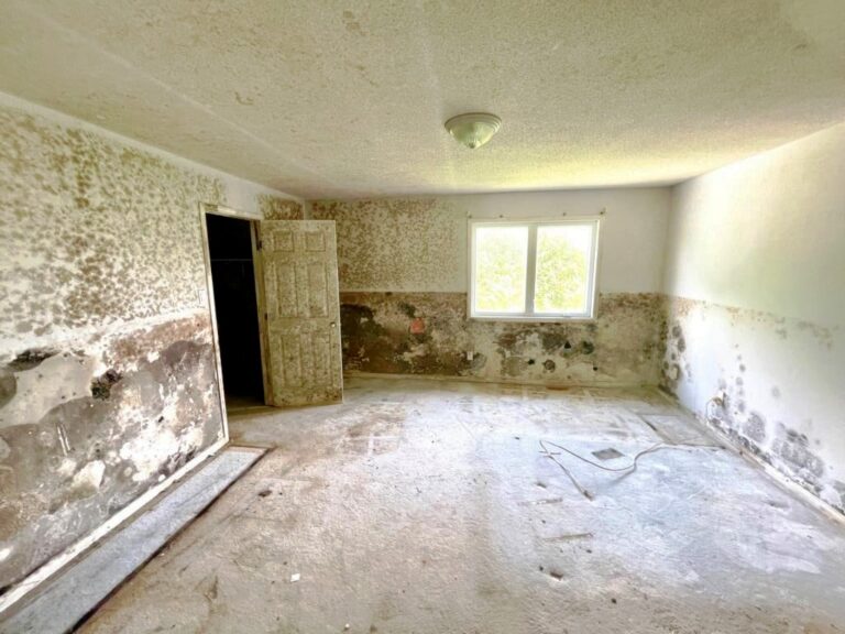 Where Does Mold Grow? MoldInspection.ca