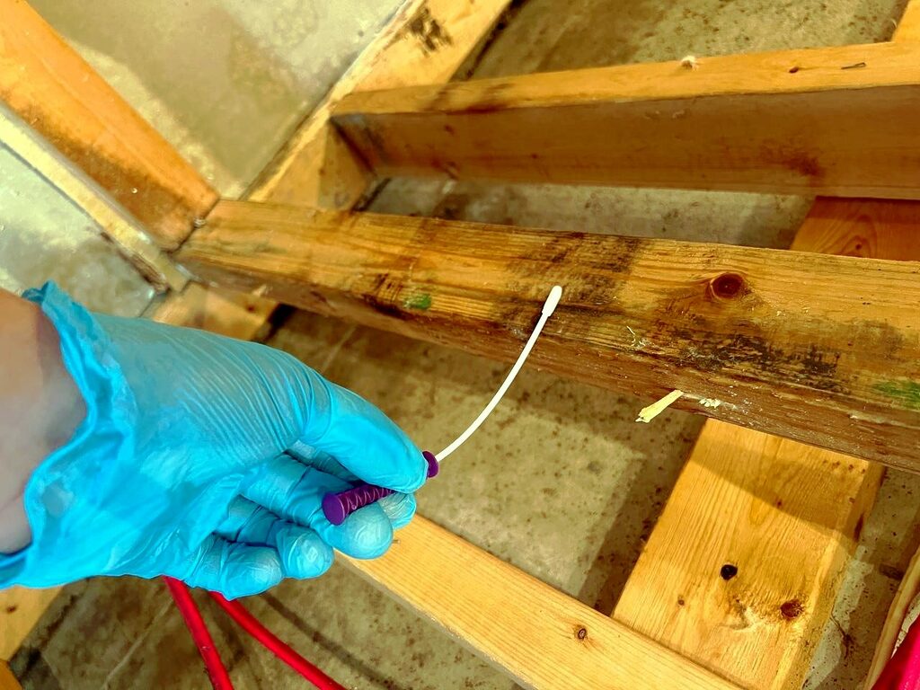 Comprehensive Mold Testing Services in Ontario and Quebec