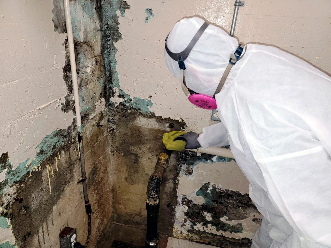 mold removal ontario quebec