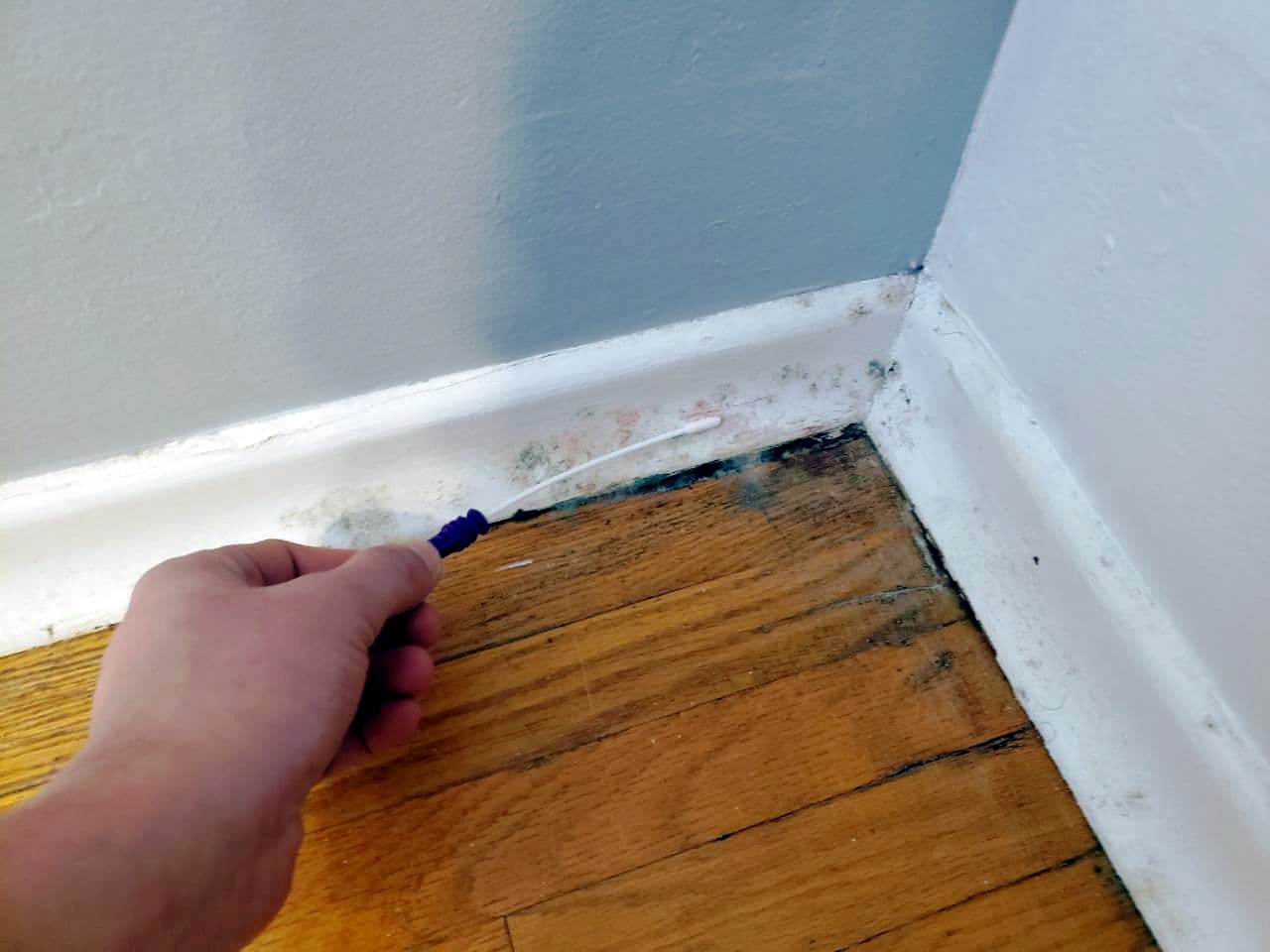 residential mold testing
