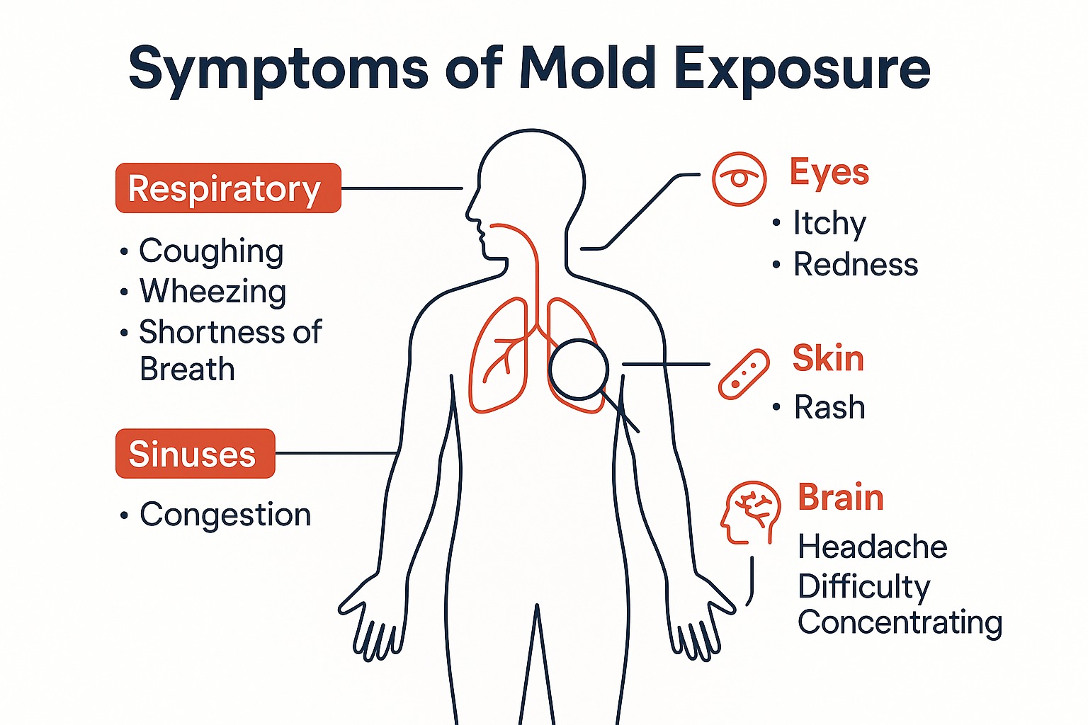 Mold exposure health symptoms respiratory illustration