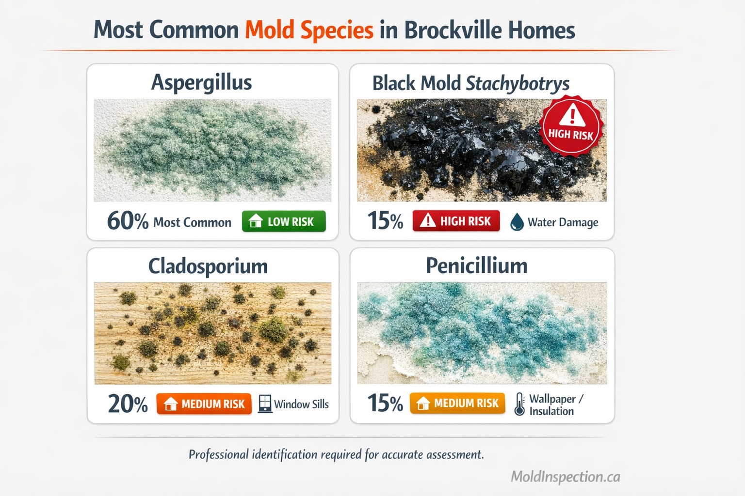 Common mold species identification chart showing Aspergillus, Stachybotrys black mold, Cladosporium, and Penicillium found in Brockville Ontario homes with risk levels