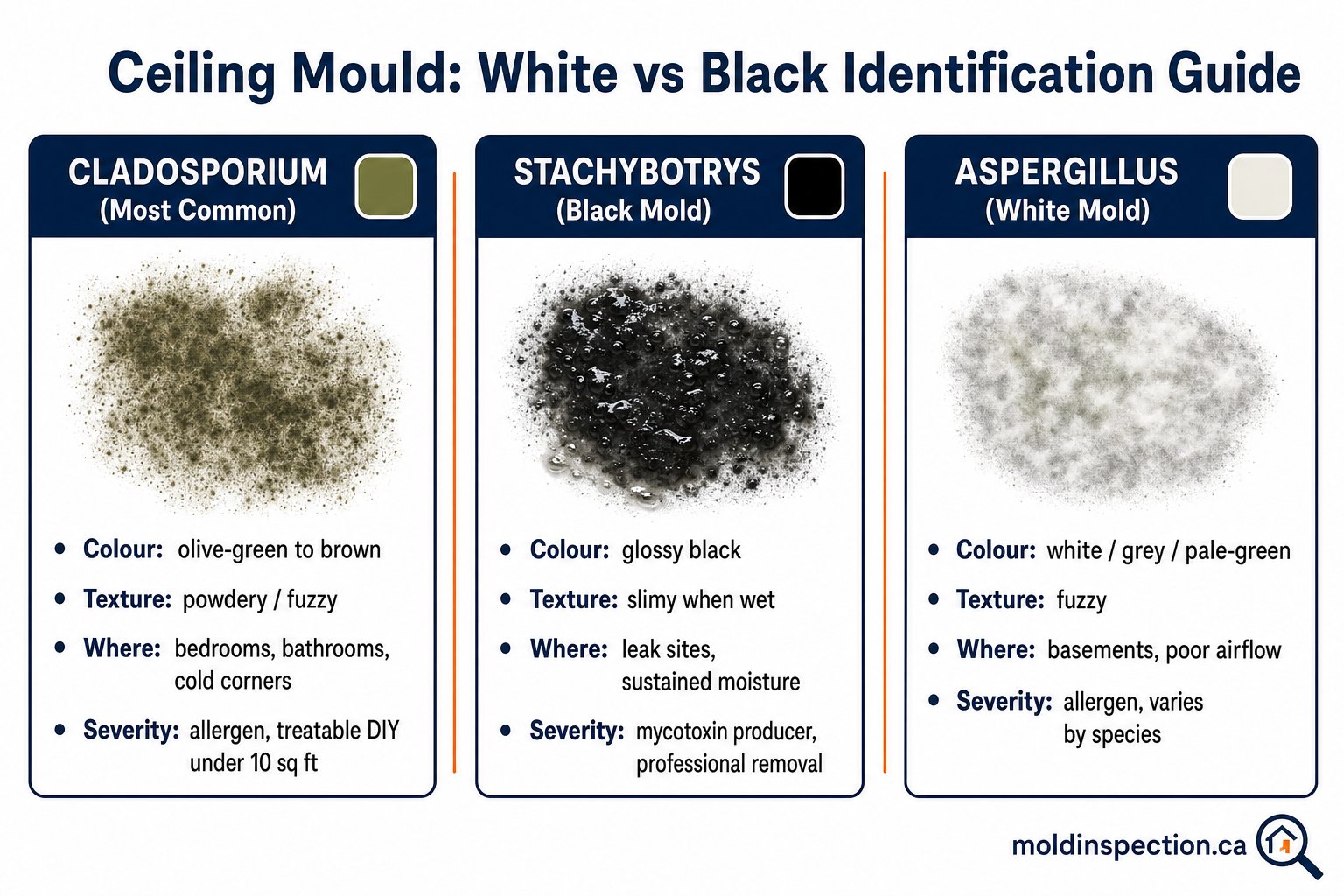 Side-by-side comparison infographic of three ceiling mould species Cladosporium olive-green Stachybotrys glossy black and Aspergillus white-grey with colour swatches texture cues common locations and severity levels